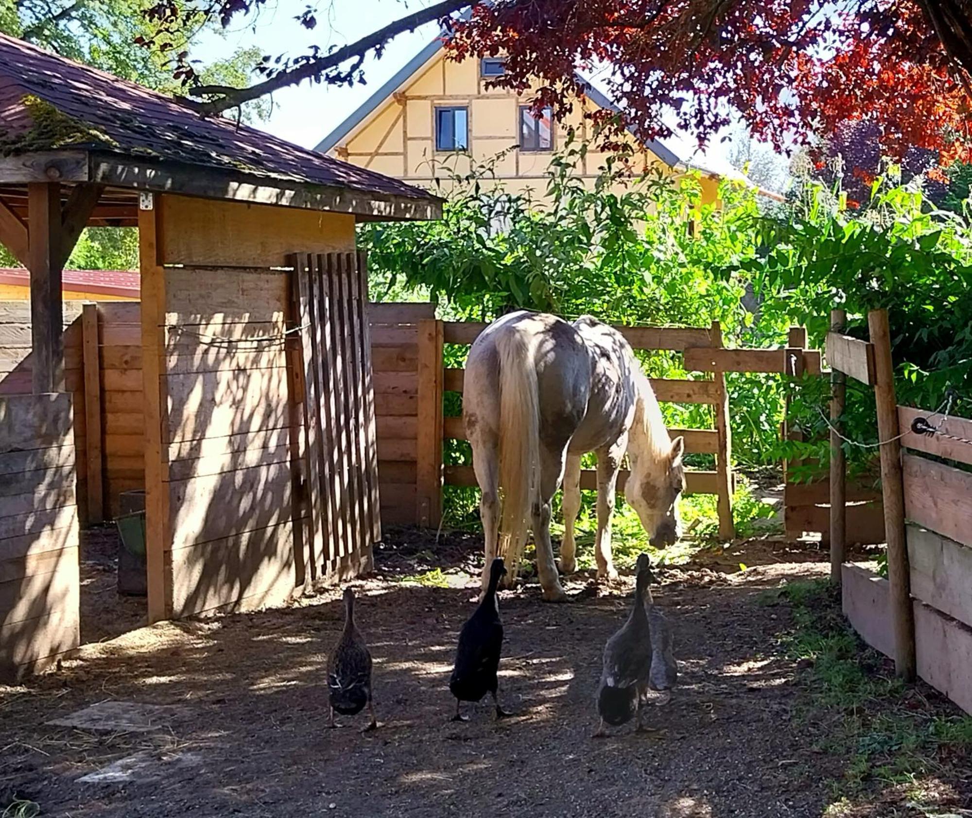 Kempten Mit Bauernhof-Flair Екстер'єр фото